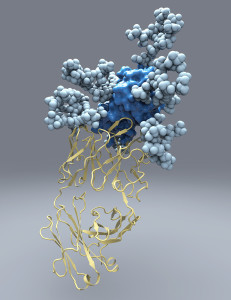 The new picture of hepatitis C’s E2 protein, which the virus uses to infect liver cells, will aid in the design of a vaccine against the disease. (Image by Christina Corbaci, courtesy of The Scripps Research Institute.)