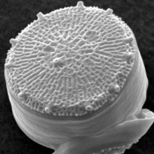 A scanning electron microscope image of the diatom Thalassiosira pseudonana.