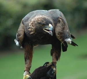 Golden Eagle