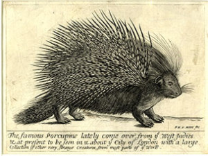 Frederick Hendrik Van Hove, ‘The famous Porcupine,’ engraving, second half of the 17th century.