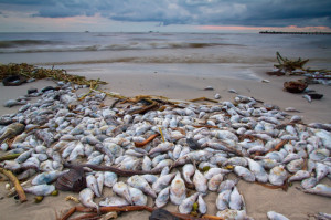 Dead Fish on a Beach