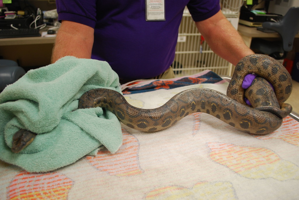 The snake was 'rescued' by the county's Animal Services Department.