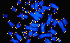Human chromosomes shown in blue, with telomeres, considered a strong measure of the aging process in cells, appearing as yellow pinpoints. (National Institutes of Health)  