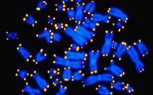Human chromosomes shown in blue, with telomeres, considered a strong measure of the aging process in cells, appearing as yellow pinpoints. (National Institutes of Health)
