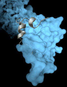 The Scripps Research Institute team’s high-resolution image revealed how a viral protein called VP35 helps protect Ebola virus from the body’s immune system.