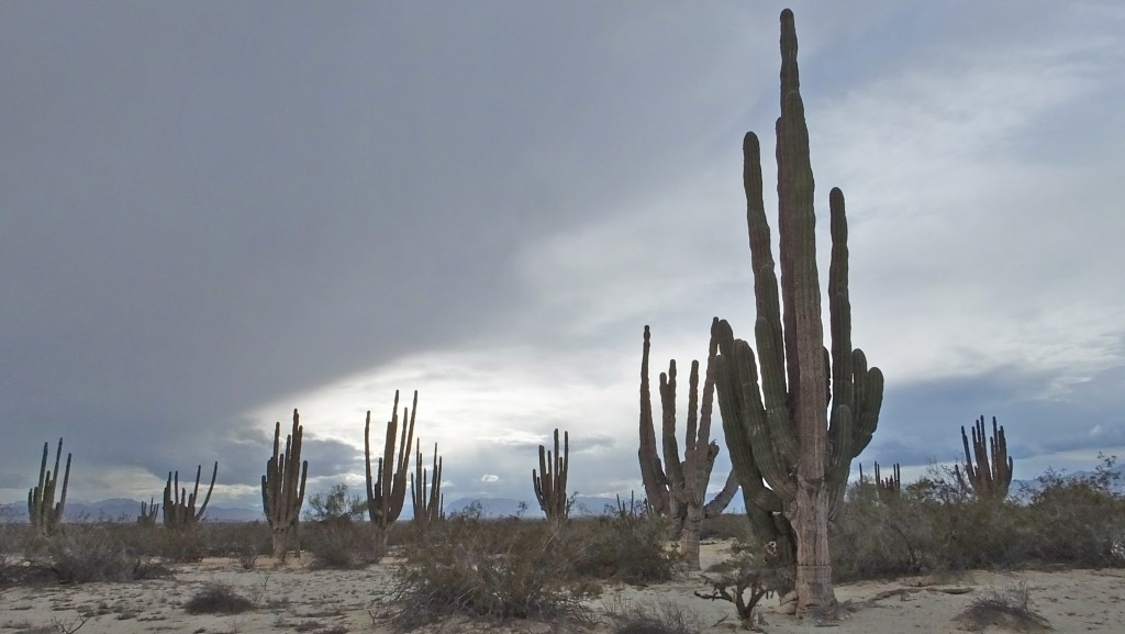 Saguaro reaching for the sky.