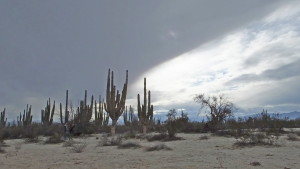 Saguaro beneath the clouds.