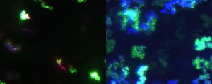 Nanoparticles as seen through the MANTA Instrument. (Dariusz Stramski, Scripps Institution of Oceanography)