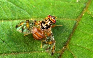 Male fruitfly