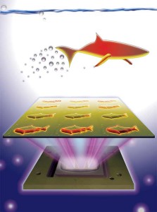 3D printed microfish are capable of removing and sensing toxins.