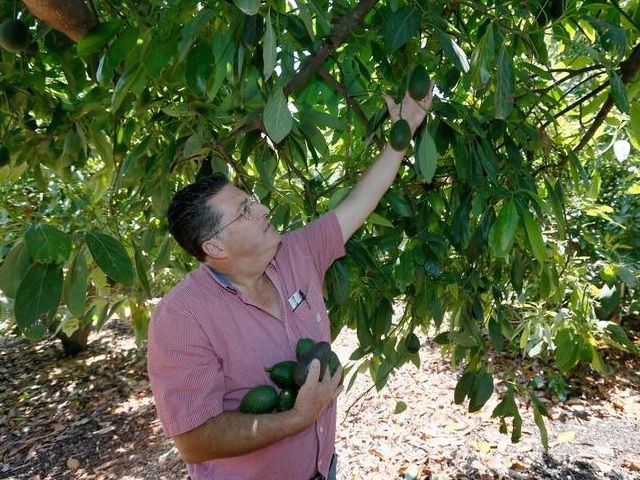 Avocado Farmer