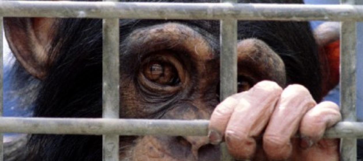 Chimp in Cage