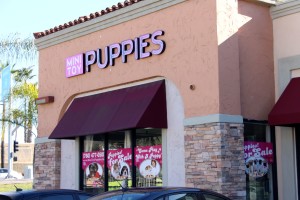 A Mini Toy Puppies store in San Marcos. (Photo by Maggie Avants)