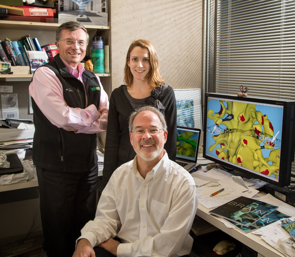 Salk Institute researchers, from left, Terry Sejnowski, co-senior author of the study; researcher  Cailey Bromer and Salk staff scientist Tom Bartol. (Courtesy of the Salk Institute)