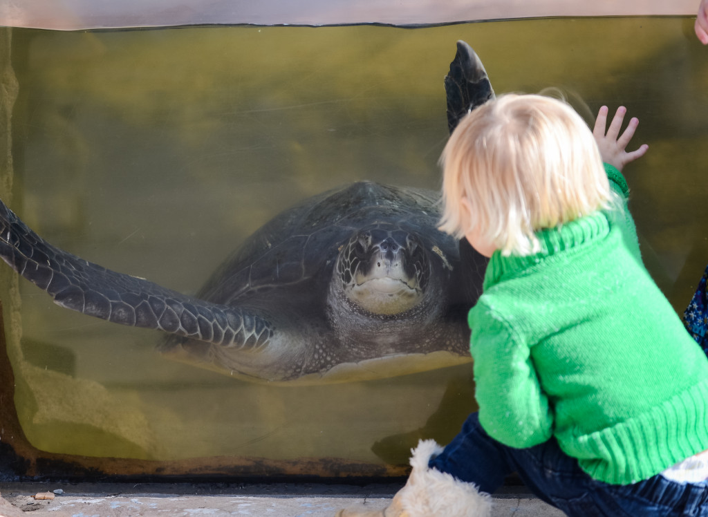 Toddler and turtle