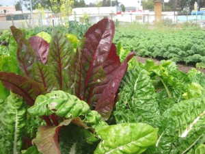 The new program would provide communities throughout the entire city an economic tool to incentivize the development of community gardens on eyesore properties