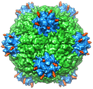 A new study shows that a hollowed-out version of cowpea mosaic virus (above) could be useful in human therapies.