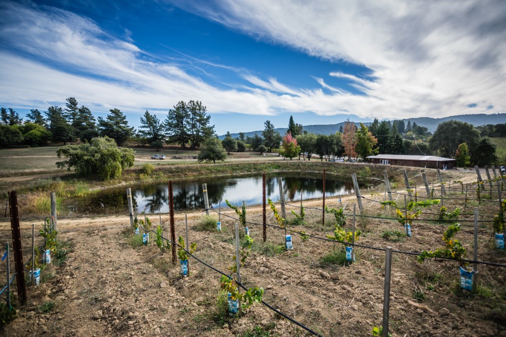 A pond in the vineyard