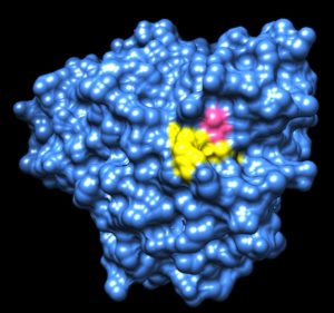 Shown here is the crystal structure of adenosine deaminase, one of the protein targets of the drug Tecfidera with the amino acid it is labeling in pink and neighboring residues associated with a human immunodeficiency in yellow.