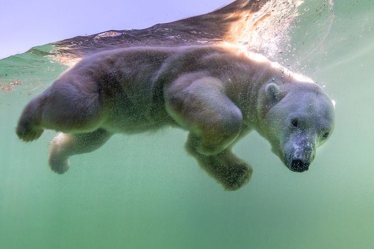 Northrop Grumman's autonomous technology will be used to study the impacts of climate change on the polar bear population. (Courtesy Northrop Grumman)