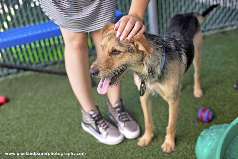 Shelter dog (Credit: Pixel and Paper Photography)