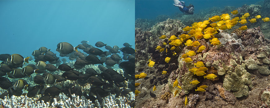 Scripps marine ecologist Emily Kelly studying reef fish in Hawaii. ( Credit: Don McLeish)