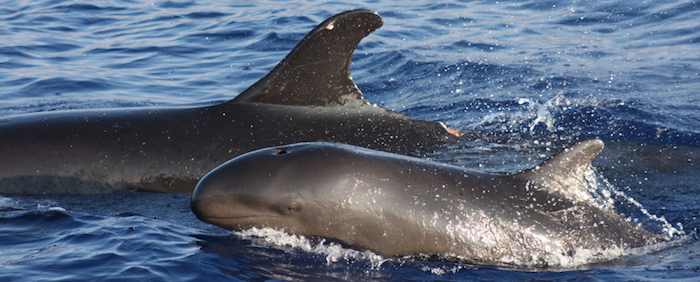 False killer whale and calf in Hawaii. (Credit: Robin Baird/NOAA)