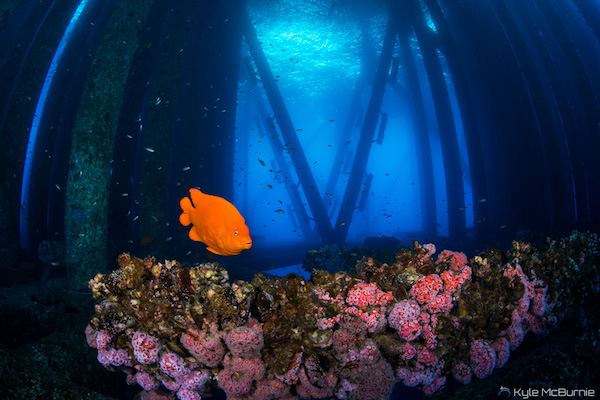 A garibaldi, the California State Fish, swims near an offshore oil structure in California. (Photo: Kyle McBurnie)