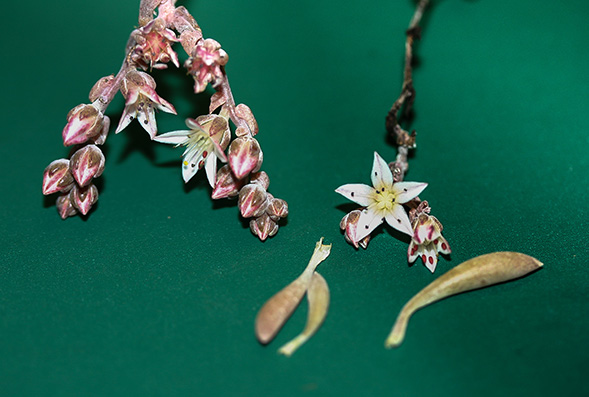 A new and rare species of succulent found only in of Baja California was named Dudleya hendrixii after the guitar virtuoso. (Photo: Stephen McCabe)