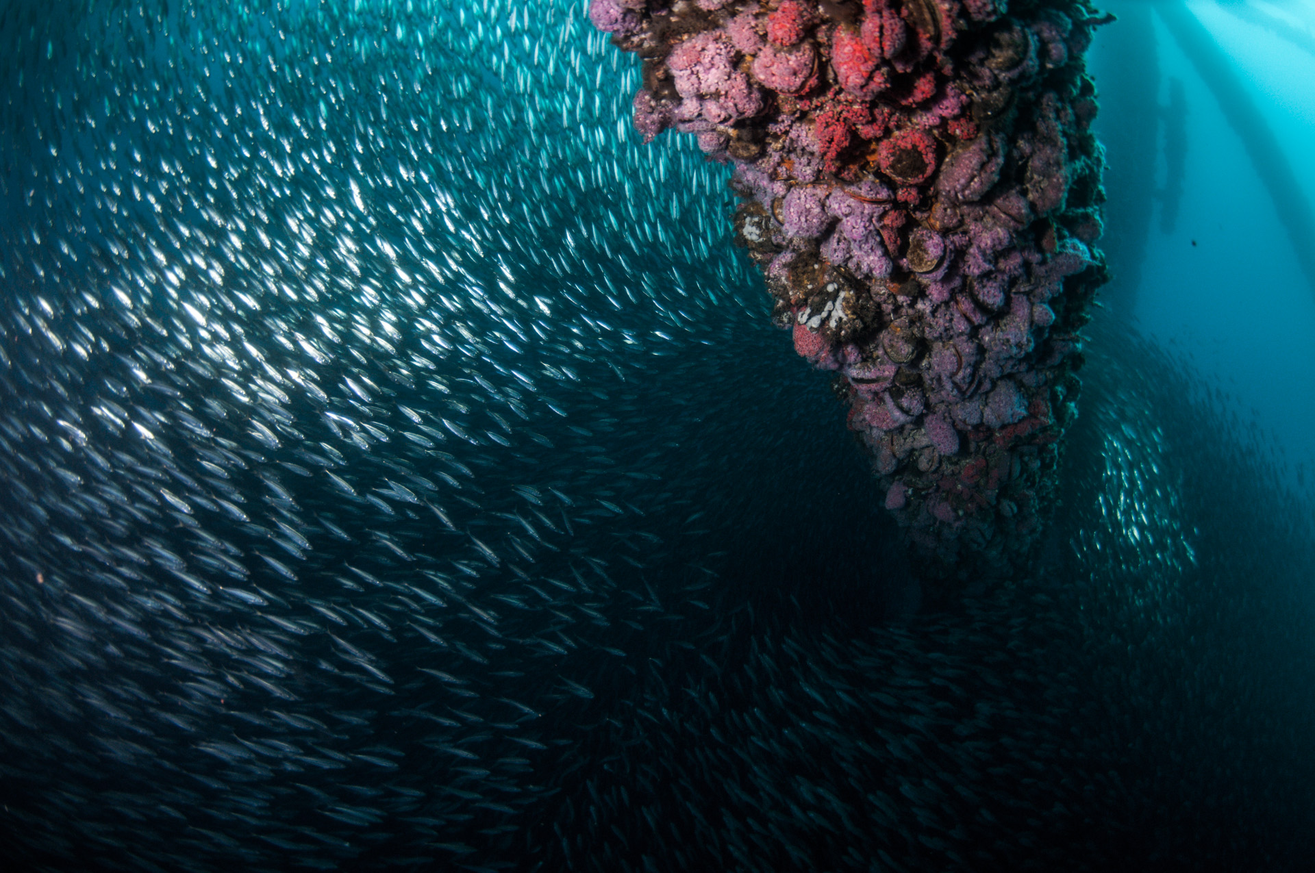 Jack mackerel swarm around Platform Eureka's invertebrate-covered legs. (Photo: Caine Delacy)