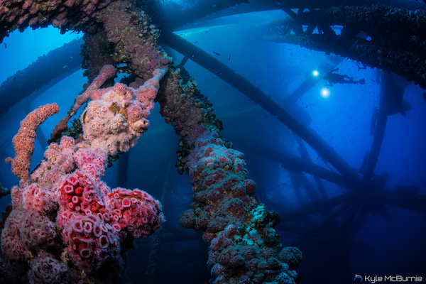 Marine life covers the underwater structure of an offshore oil rig in California. (Photo: Kyle McBurnie)