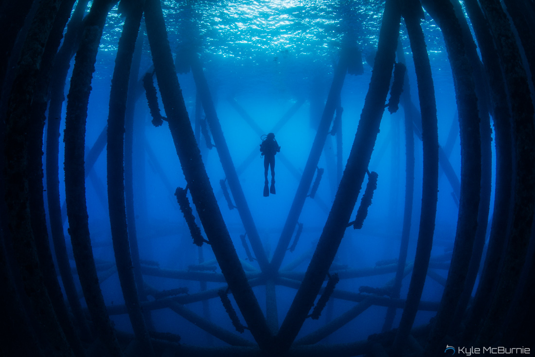 A scuba diver investigates the marine life harbored beneath an oil rig off the coast of California. (Photo: Kyle McBurnie)