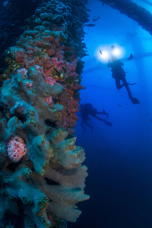 Sponges and other marine life cover the underwater portion of an offshore oil rig in California. (Photo: Joe Platko)