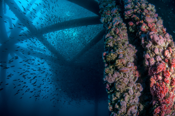 Marine life covers the underwater structure of an offshore oil rig in California. (Photo: Caine Delacy)