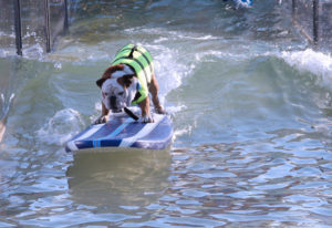 Surfing dog