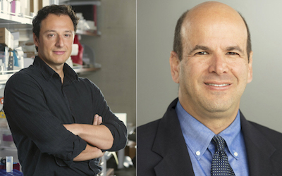 UC San Diego School of Medicine researchers Alysson Muotri and Dan Kaufman.