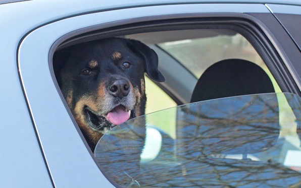 County Animal Services says there are certain things to keep in mind before anyone breaks into a vehicle to free a pet.