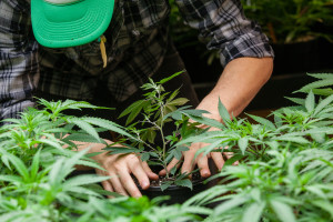 Pot grower (Shutterstock)