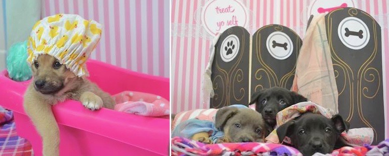 The 19 “Sweetheart” puppies (named after heart-happy, loving nicknames like Sweetie, Honey, Baby and Sugar) have thrived under center medical and foster care and will go available this Valentine’s week.