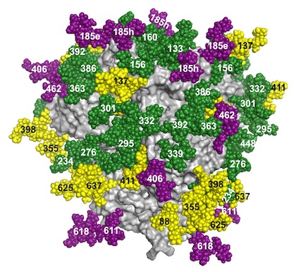 The researchers used their new method to create a map of the surface glycans on an HIV vaccine candidate glycoprotein. (Image from the Paulson Lab.)