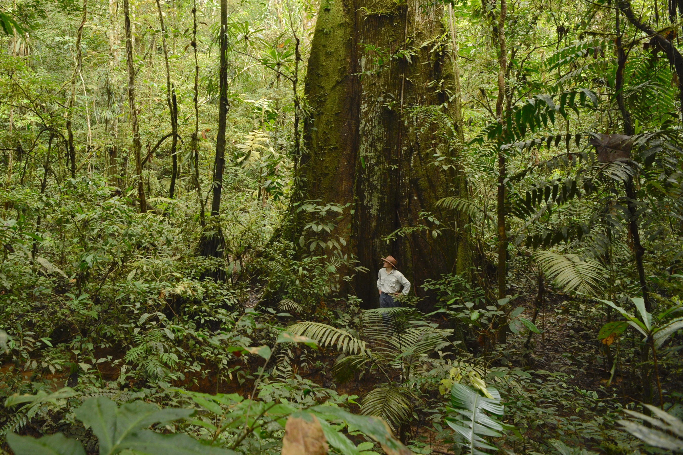 Fabián López, Cuenca regional coordinator, Nature and Culture International (NCI), surveys the tropical forest under a towering ficus tree.