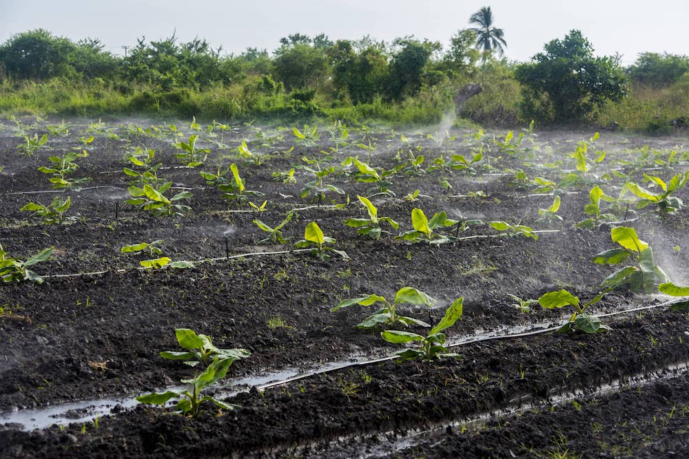 Organics Unlimited’s irrigation system, which helps preserve water supply.