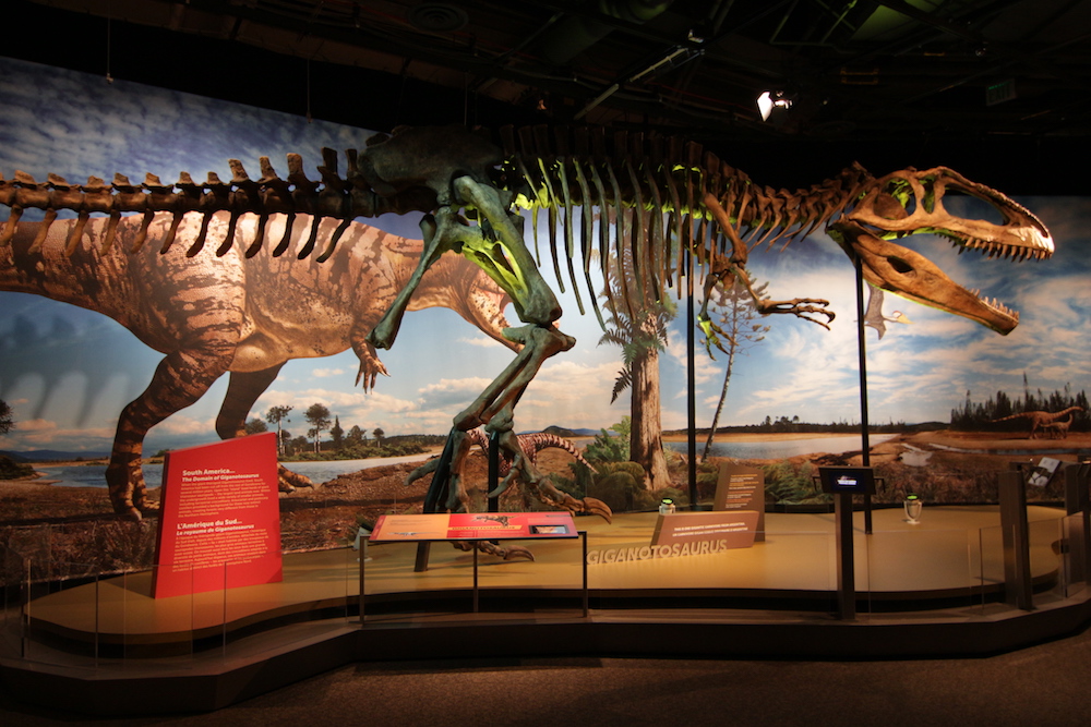 Giganotosaurus at the San Diego Natural History Museum. 