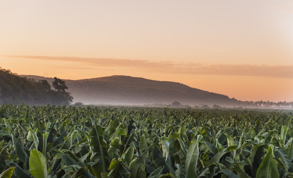 An organic banana crop farm. (Organics Unlimited)