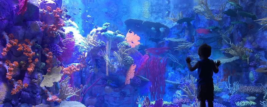 A young visitor peers into Birch Aquarium's new experimental reef exhibit. (Courtesy of Birch Aquarium)