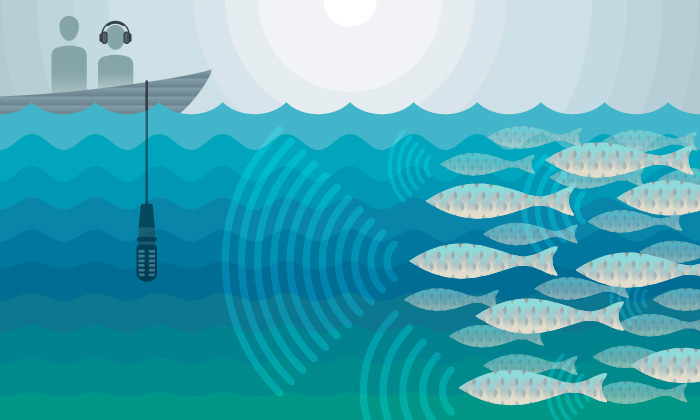 Marine scientists have discovered a way to use the incredibly loud, distinctive sounds that fish make when they gather to spawn-- not to catch them but to protect them. (Illustration credit: Jenna Luecke/Univ. of Texas at Austin)