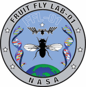 Patch of the fruit fly project at the Sanford Burnham Prebys Medical Discovery Institute.