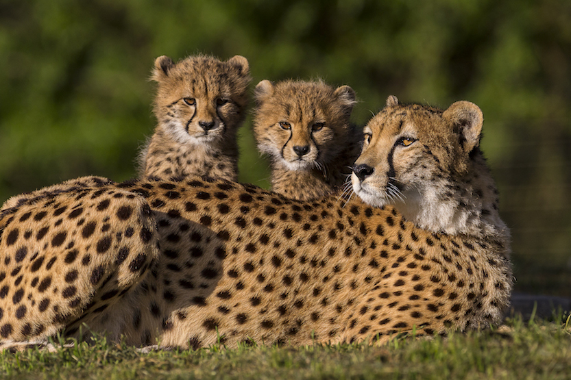 Safari Park cubs