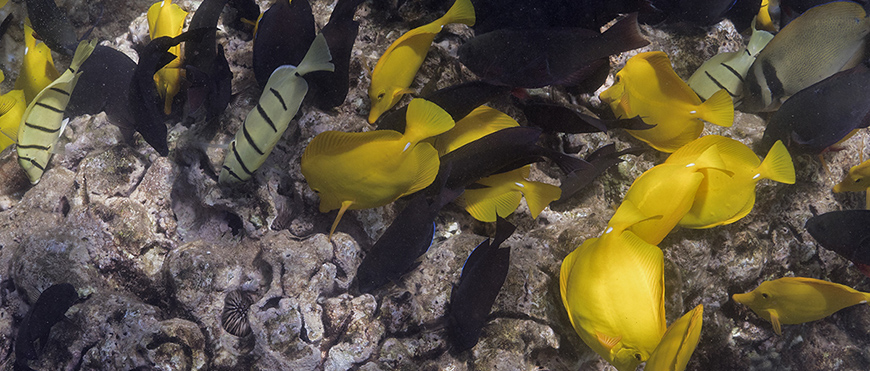 Parrotfish and surgeonfish graze on turf algae at Kahekili Herbivore Fisheries Management Area. (Courtesy of Scripps Institution of Oceanography)