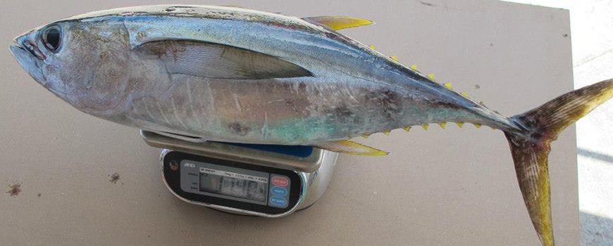 The amount of pollutants in yellowfin tuna tissue varies widely by region, Scripps researchers found. (Photo: Lindsay Bonito)
